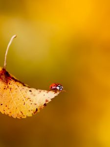 Preview wallpaper ladybug, leaf, plant, insect, crawling