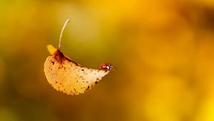 Preview wallpaper ladybug, leaf, plant, insect, crawling