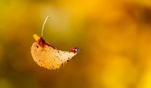 Preview wallpaper ladybug, leaf, plant, insect, crawling