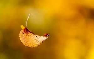 Preview wallpaper ladybug, leaf, plant, insect, crawling