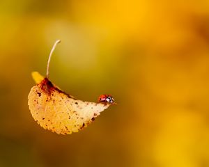 Preview wallpaper ladybug, leaf, plant, insect, crawling