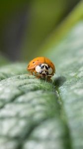 Preview wallpaper ladybug, leaf, plant, macro