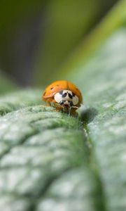 Preview wallpaper ladybug, leaf, plant, macro