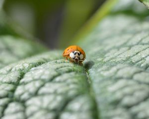 Preview wallpaper ladybug, leaf, plant, macro