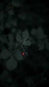 Preview wallpaper ladybug, leaf, plants, macro, dark