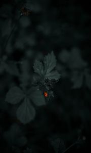 Preview wallpaper ladybug, leaf, plants, macro, dark