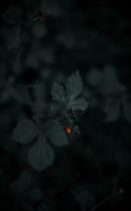 Preview wallpaper ladybug, leaf, plants, macro, dark
