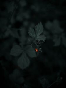 Preview wallpaper ladybug, leaf, plants, macro, dark