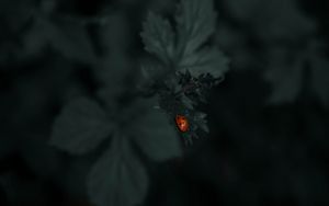 Preview wallpaper ladybug, leaf, plants, macro, dark