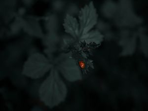 Preview wallpaper ladybug, leaf, plants, macro, dark