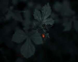 Preview wallpaper ladybug, leaf, plants, macro, dark