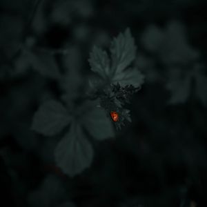 Preview wallpaper ladybug, leaf, plants, macro, dark