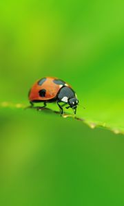 Preview wallpaper ladybug, leaf, shape, crawling, insect