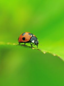 Preview wallpaper ladybug, leaf, shape, crawling, insect