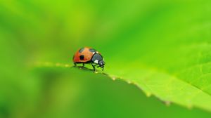 Preview wallpaper ladybug, leaf, shape, crawling, insect