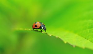 Preview wallpaper ladybug, leaf, shape, crawling, insect