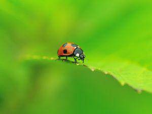 Preview wallpaper ladybug, leaf, shape, crawling, insect