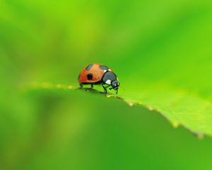 Preview wallpaper ladybug, leaf, shape, crawling, insect