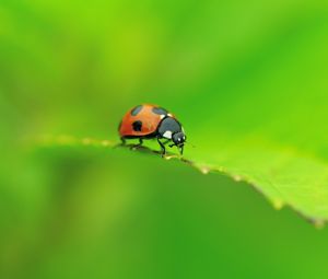 Preview wallpaper ladybug, leaf, shape, crawling, insect