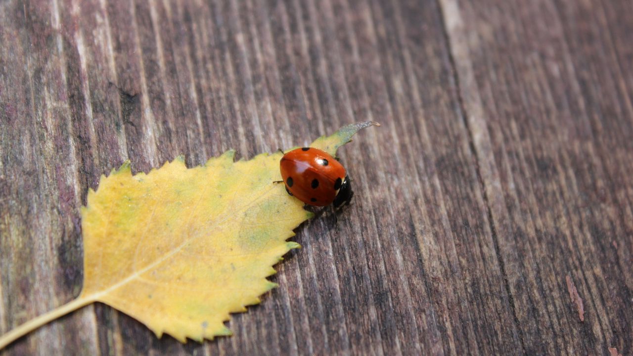 Wallpaper ladybug, leaf, surface, fall