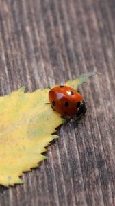 Preview wallpaper ladybug, leaf, surface, fall