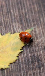 Preview wallpaper ladybug, leaf, surface, fall