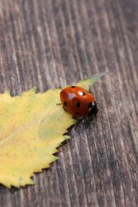 Preview wallpaper ladybug, leaf, surface, fall