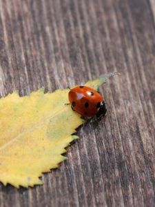 Preview wallpaper ladybug, leaf, surface, fall