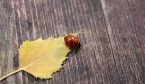 Preview wallpaper ladybug, leaf, surface, fall