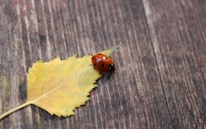 Preview wallpaper ladybug, leaf, surface, fall