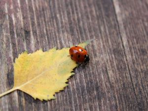 Preview wallpaper ladybug, leaf, surface, fall