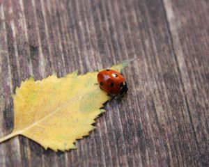 Preview wallpaper ladybug, leaf, surface, fall