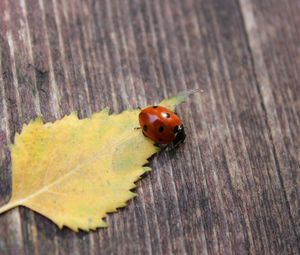 Preview wallpaper ladybug, leaf, surface, fall