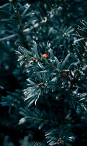 Preview wallpaper ladybug, leaf, tree