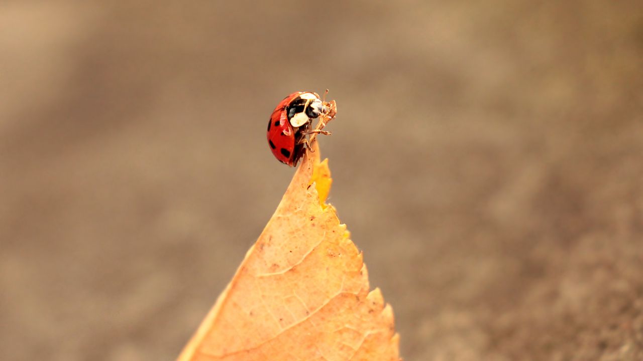 Wallpaper ladybug, leaves, autumn