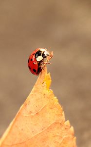 Preview wallpaper ladybug, leaves, autumn