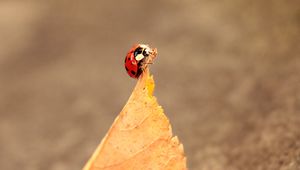 Preview wallpaper ladybug, leaves, autumn