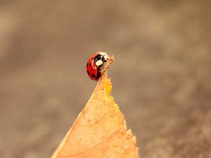 Preview wallpaper ladybug, leaves, autumn