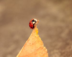 Preview wallpaper ladybug, leaves, autumn