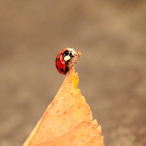 Preview wallpaper ladybug, leaves, autumn