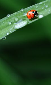 Preview wallpaper ladybug, leaves, grass, drops