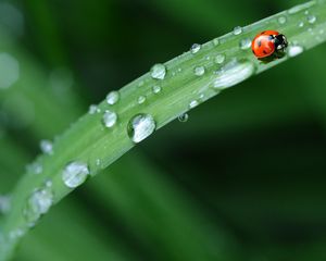 Preview wallpaper ladybug, leaves, grass, drops