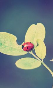 Preview wallpaper ladybug, leaves, grass, background