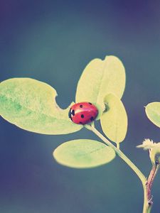 Preview wallpaper ladybug, leaves, grass, background