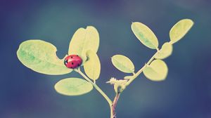 Preview wallpaper ladybug, leaves, grass, background