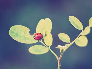 Preview wallpaper ladybug, leaves, grass, background