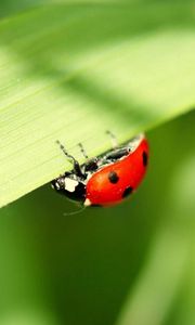 Preview wallpaper ladybug, leaves, grass