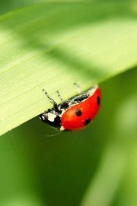 Preview wallpaper ladybug, leaves, grass