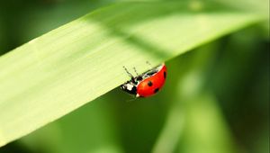 Preview wallpaper ladybug, leaves, grass