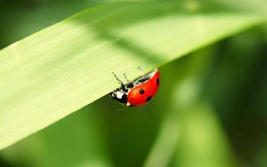 Preview wallpaper ladybug, leaves, grass